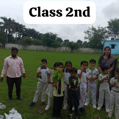 tree plantation